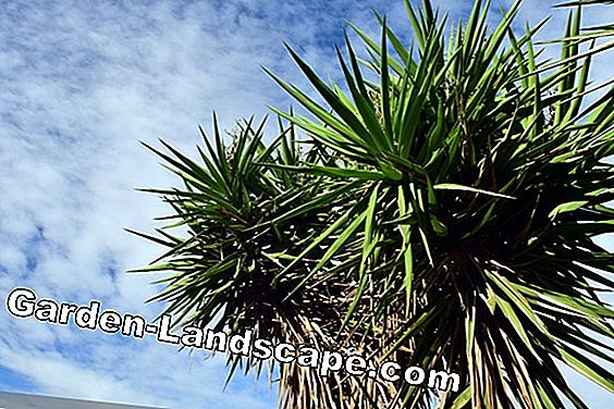Palmer - palmvård, palmer - (eller) Yucca palm - palmmynta