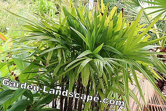 Palmer - palmvård, palmer - (palmer) Stick Palm - Rhapis excelsa