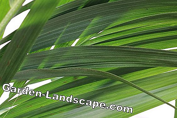 Palmer - palmvård, palmer - (mycket) Kentia palm - Howea forsteriana