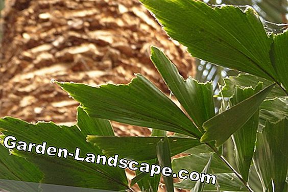 Palmer - palmvård, palmer - (palmer) Fishtail Palm - Caryota mitis