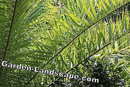 Palmer - palmvård, palmer - (olika) palmblad