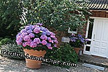Outdoor patio plants - 3 tips
