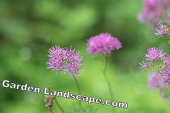Cây lâu năm - (vườn) Meadow rue - Thalictrum