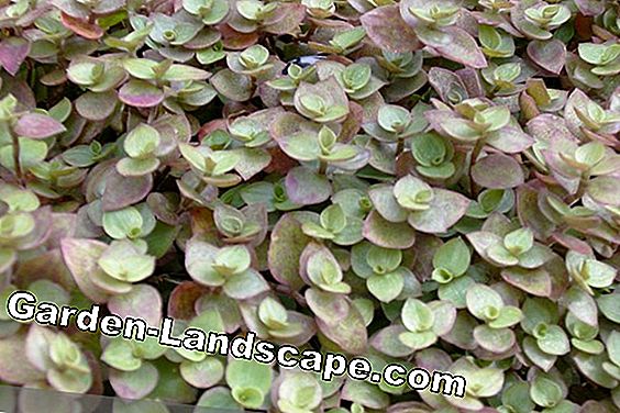 Cây lâu năm - (được) Golliwoog - Callisia repens