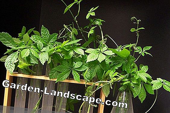 Cây lâu năm - (nhiều) giảo cổ lam