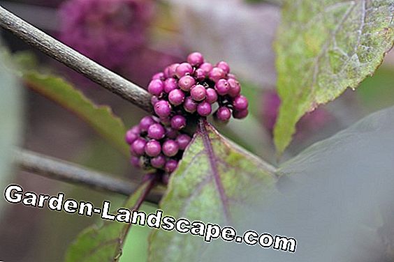 Cây lâu năm - (người) Trái cây đẹp - yêu ngọc trai - Callicarpa giraldii