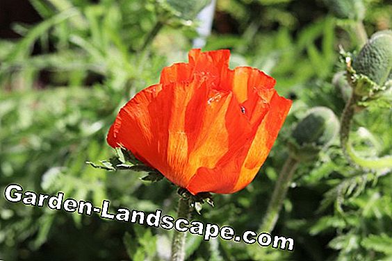 Pavot de Turquie - Papaver orientale