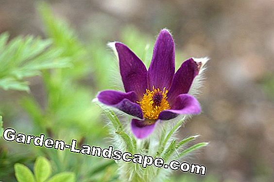 Zeldzame bloemen en bollen: 20 soorten bloemen - (zeldzame) Pasque Flower - Kuhschelle - Pulsatilla