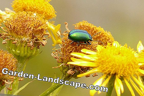 Zeldzame bloemen en bollen: 20 soorten bloemen - (soorten) Arnica, arnica (Arnica montana)