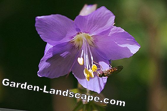 Zeldzame bloemen en bollen: 20 soorten bloemen - (soorten) Blauwe hemelladders (Polemonium caeruleum)
