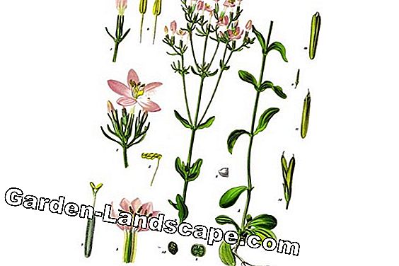 Zeldzame bloemen en bollen: 20 soorten bloemen - (zijn) Centaury, God's wort (Centaurium erythraea)