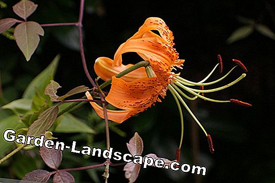 Zeldzame bloemen en bollen: 20 soorten bloemen - (bollen) Turk's Covenant - Lily - Lilium martagon