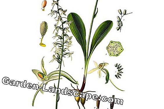 Zeldzame bloemen en bollen: 20 soorten bloemen - (zeldzame) White Forest Hyacinth, Two-leafed Forest Hyacinth (Platanthera bifolia)