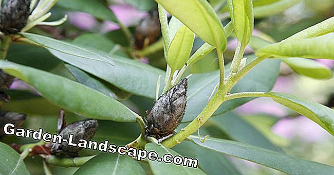 Rhododendron cicada: Sådan forhindrer du sorte knopper
