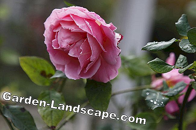 Hoa hồng với thời gian ra hoa dài: bông