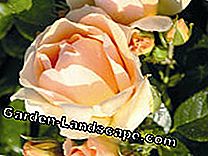 Hoa hồng với thời gian ra hoa dài: hồng
