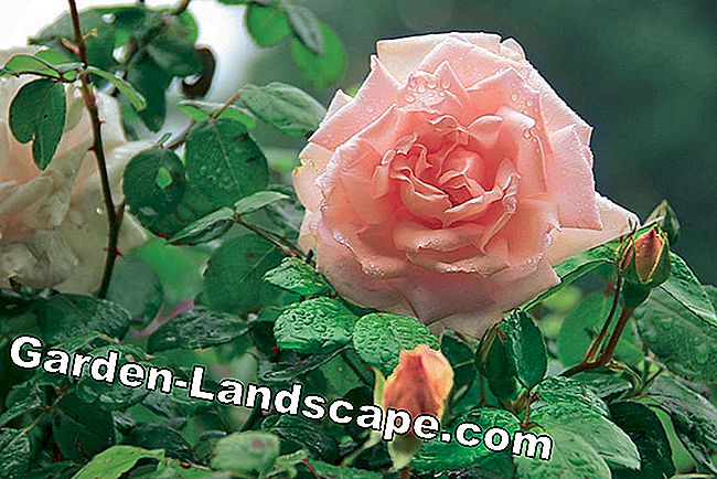 Hoa hồng với thời gian ra hoa dài: gian