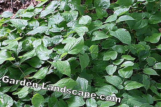 Cây lâu năm - (trong) Dê cỏ dại Elfenblume sock thảo mộc