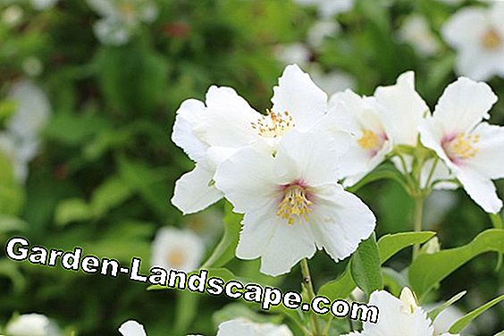 Vườn cây - chăm sóc - (được) Vườn Jasmin - Philadelphus