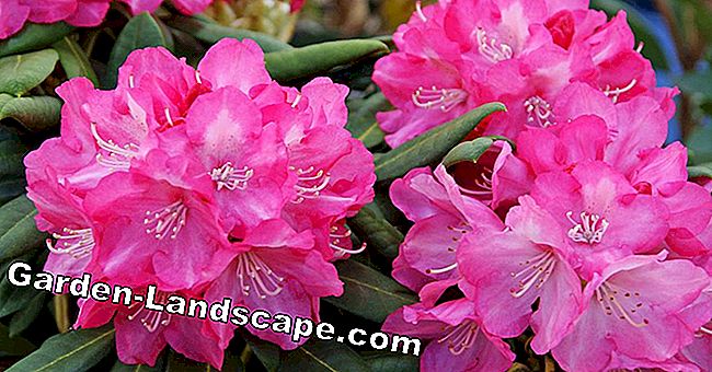 How to cut an old rhododendron