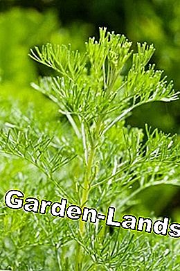 Rowan europea, Artemisia abrotanum: cura e svernamento