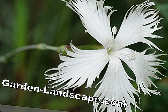 Cây lâu năm - (vườn) Federelke - Dianthus plumarius