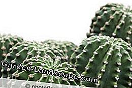 Sukkulent og kaktus arter: selv