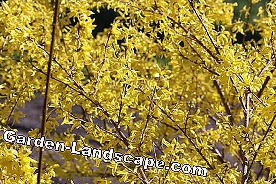 Pohon & semak-semak - (pohon) Forsythia - forsythia