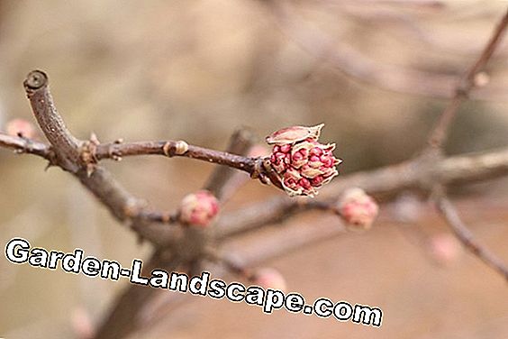 Pohon & semak-semak - (adalah) Bola salju musim dingin - Viburnum bodnantense fajar