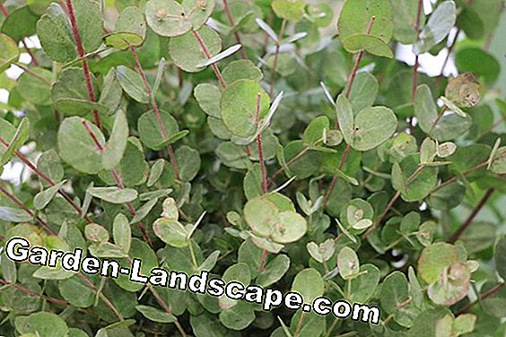 Pohon & semak-semak - (semak-semak) Eucalyptus - Eucalyptus