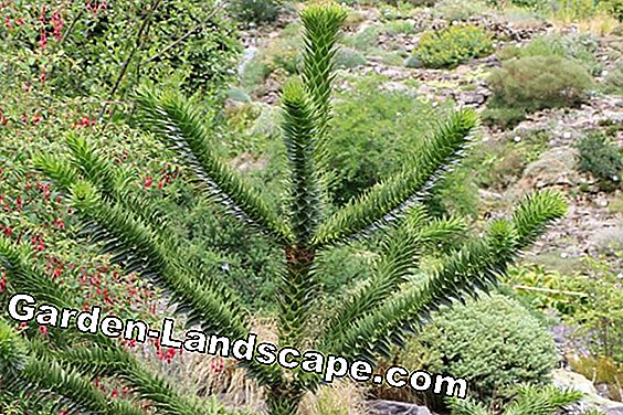 Pohon & semak-semak - (dengan) Cemara hias - Araucaria araucana