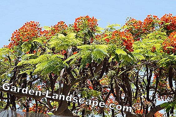 Pohon & semak-semak - (yang) pohon api