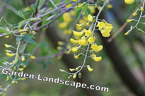Pohon & semak-semak - (adalah) Laburnum anagyroides