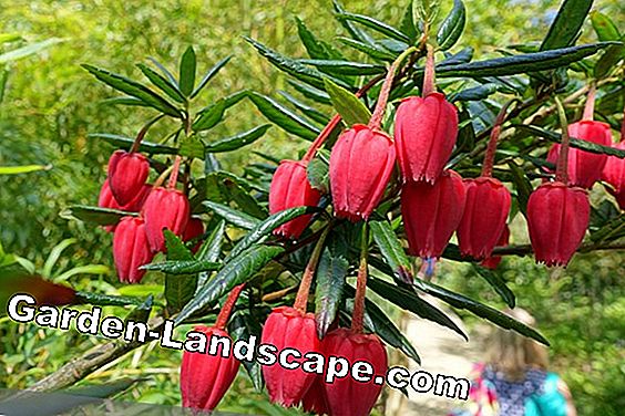 Pohon & semak-semak - (dengan) Pohon lentera - Crinodendron hookerianum