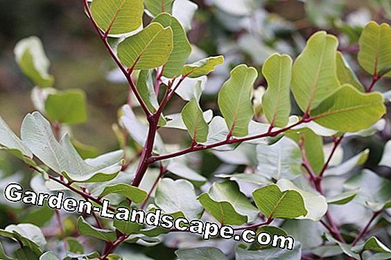 Pohon & semak-semak - (yang) Pohon Carob - Ceratonia siliqua