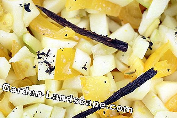 Jenis anggrek - perawatan anggrek - (tidak) Spice Vanilla - Vanilla planifolia
