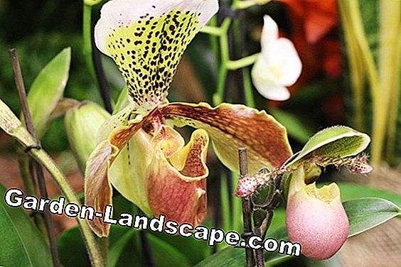 Jenis anggrek - perawatan anggrek - (jenis) Orchid Lady Slipper - Cypripedium phragmipedium