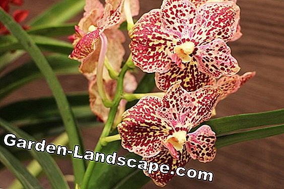 Jenis anggrek - perawatan anggrek - (perawatan) Orchidaceae - Anggrek Vanda