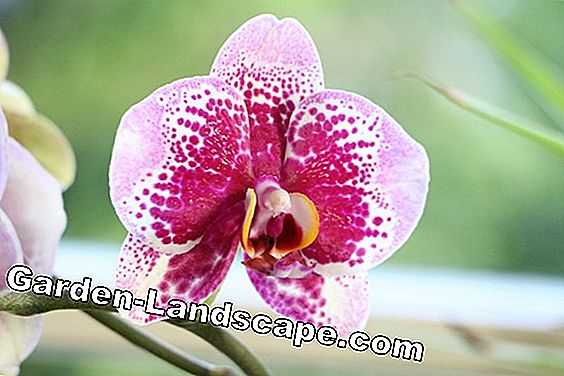 Jenis anggrek - perawatan anggrek - (yang) Orchidaceae - Phalaenopsis - Anggrek