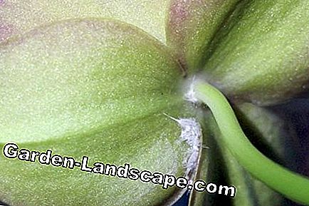 Jenis anggrek - perawatan anggrek - (Anda) Vanda anggrek