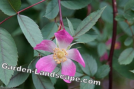 Zeldzame bloemen en bollen: 20 soorten bloemen - (soorten) Red-leaf Rose, Pike Rose (Rosa glauca)