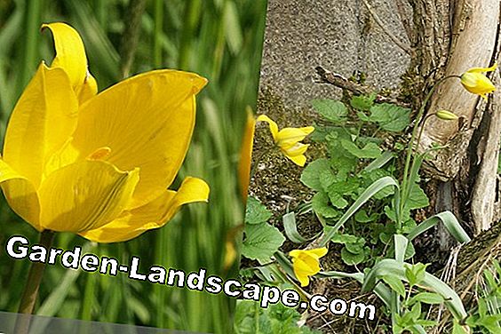 Wilde tulp, Tulipa sylvestris - zorg en verspreiding