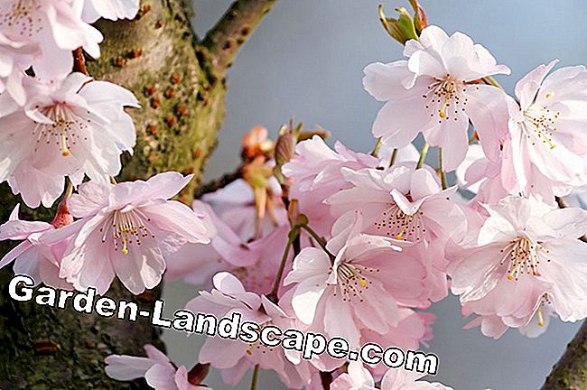 Plantación de cereza de invierno - instrucciones y consejos