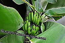 Hardy banana trees - cultivation and care