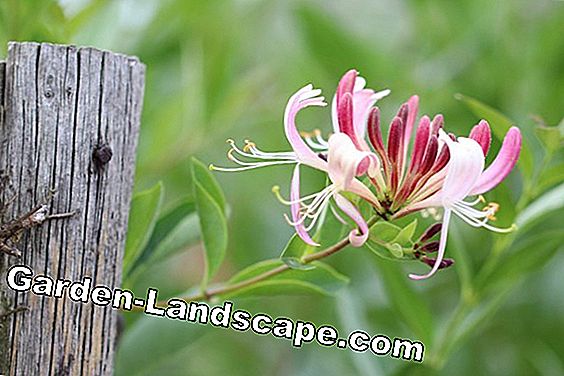 Honeysuckle - Lonicera