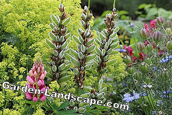 Cây lâu năm - (người) Lupin - Lupinus
