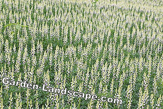 Cây lâu năm - (nhiều) Lupin Lupinus