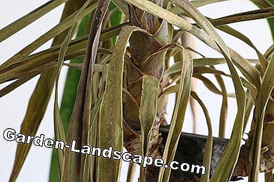 Palmer - palmvård, palmer - (palmer) Yucca Palm Tree - Palm Lily