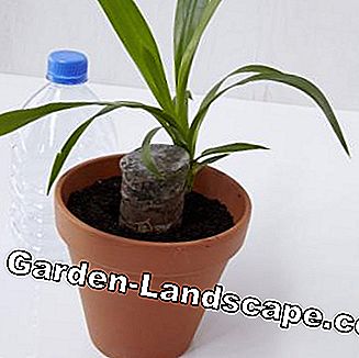 yucca cut and multiply 4 - آیا میتوانید گیاه یوکا را از وسط ببریم و قسمت های بریده شده را در خا‌ک بگذاریم ؟