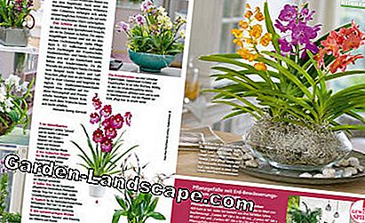 Voorbeeld lezen Bloeiend succes met orchideeën